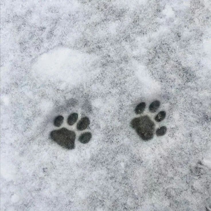 1A458